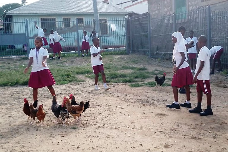 Chickens and children in the playground